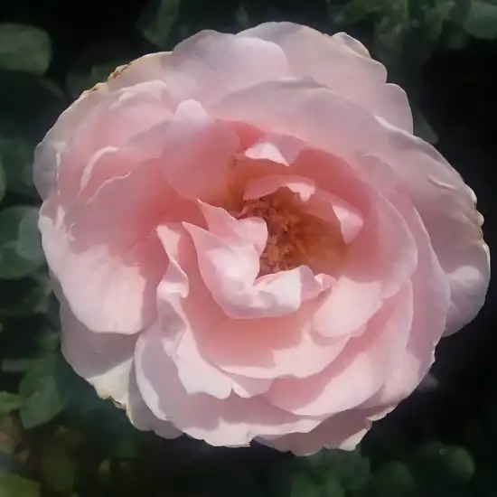 Roz pal - trandafir teahibrid